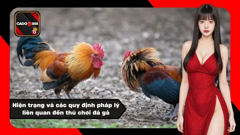 Hiện trạng và các quy định pháp lý liên quan đến thú chơi đá gà
