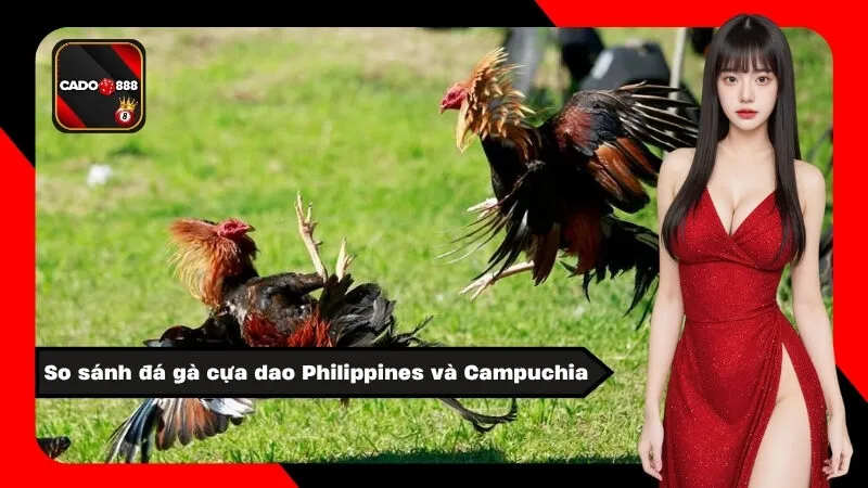 So sánh đá gà cựa dao Philippines và Campuchia