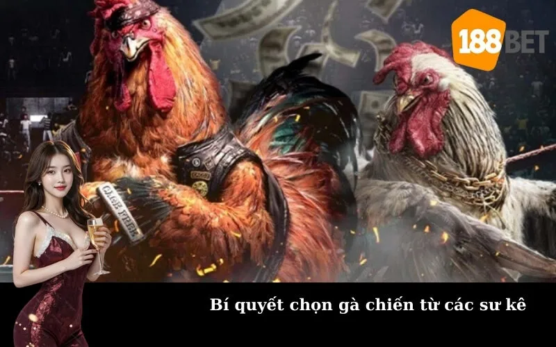 Bí quyết chọn gà chiến từ các sư kê